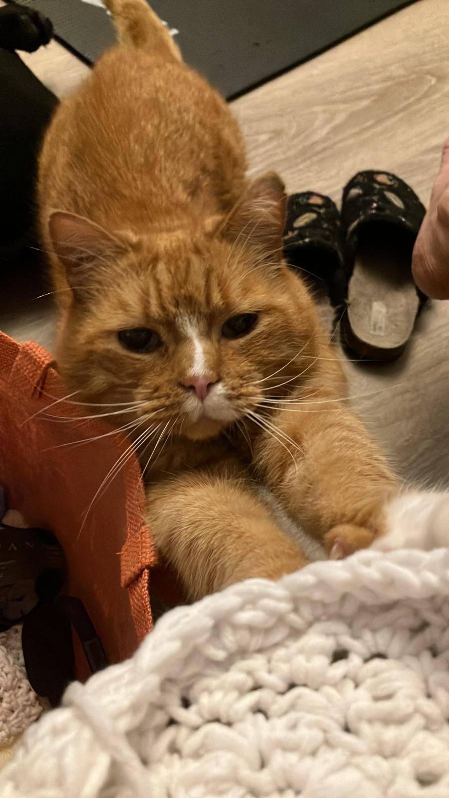 Bertie photo
